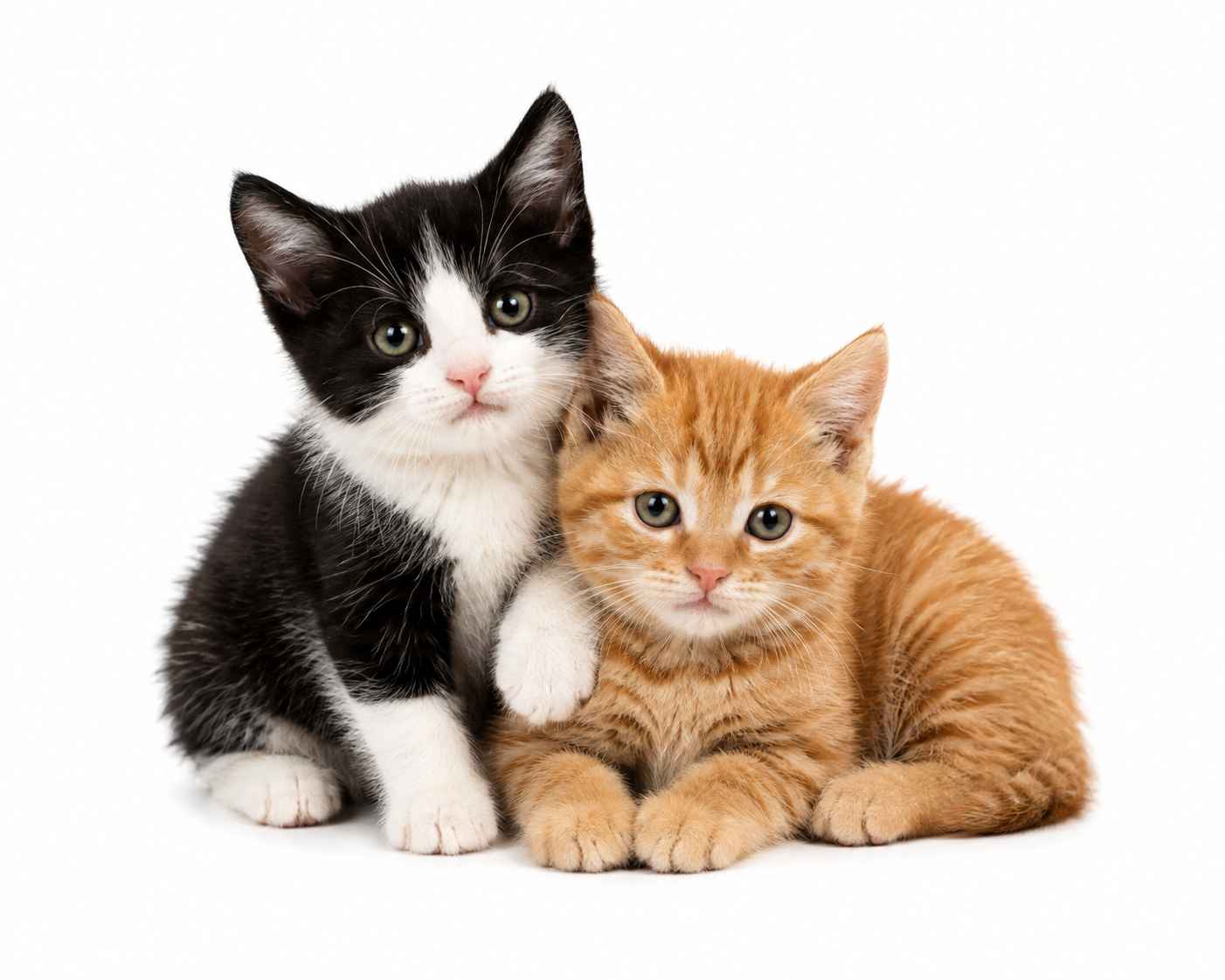 pet sitting services for cute kittens